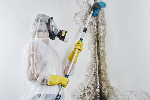 Best Attic Mold Remediation in Clarkton, MO