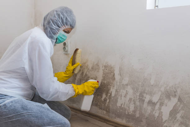 Best Bathroom Mold Remediation in Clarkton, MO