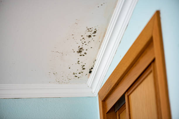 Best Bathroom Mold Remediation in Clarkton, MO