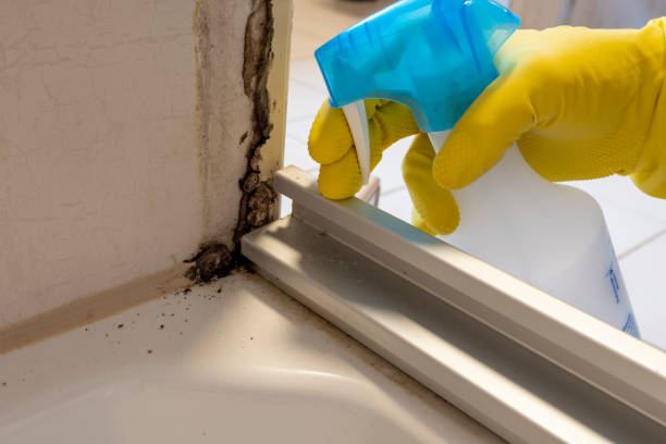 Best HVAC Mold Remediation in Clarkton, MO
